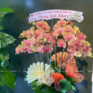 Chậu Lan Hồ Điệp Cam Sọc 10 Cành Đôi (Đ5-C2/04)