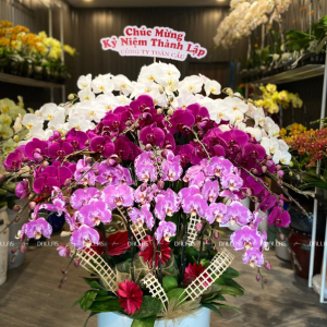 Chậu Lan Hồ Điệp Đa Sắc 30 Cành (Đ30- Mix1/03/C)