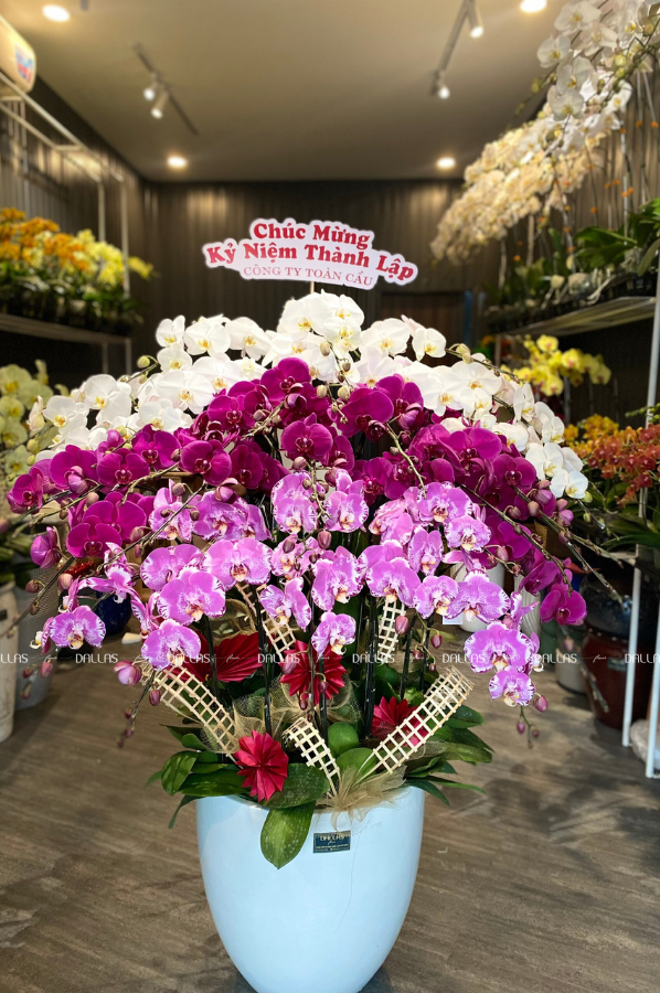 Chậu Lan Hồ Điệp Đa Sắc 30 Cành (Đ30- Mix1/03/C) Chậu Lan Hồ Điệp Đa Sắc 30 Cành (Đ30- Mix1/03/C)