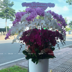 Chậu Lan Hồ Điệp Đa Sắc 30 Cành (Đ30- Mix1/05/C)