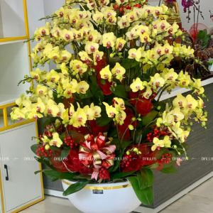 Chậu Lan Hồ Điệp Vàng 50 Cành (Đ50-V1/03/C)