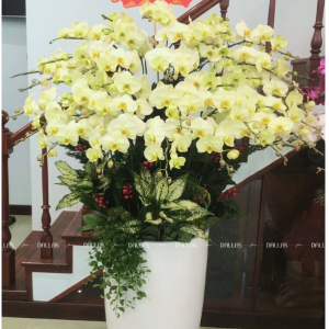 Chậu Lan Hồ Điệp Xanh Táo 20 Cành (Đ20-XT1/02/C)