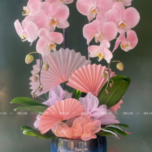 Chậu Lan Hồ Điệp Hồng Pastel Signature 2 Cành (Đ2-NH1/04)
