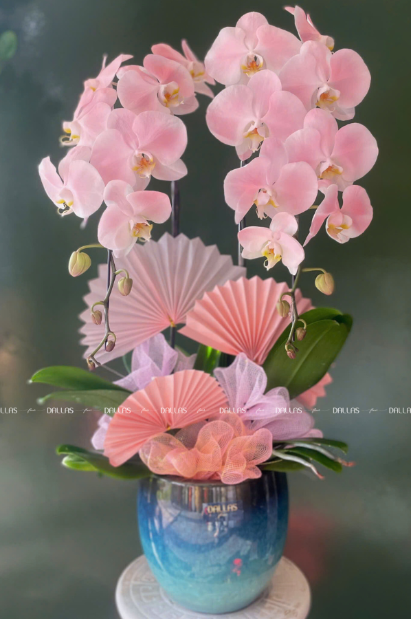 Chậu Lan Hồ Điệp Hồng Pastel Signature 2 Cành (Đ2-NH1/04) Chậu Lan Hồ Điệp Hồng Pastel Signature 2 Cành (Đ2-NH1/04)