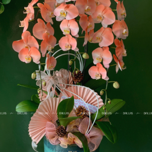 Chậu Lan Hồ Điệp Phun Sơn - 2 Màu Hồng Cam 3 Cành (Đ3-NHC1/01)