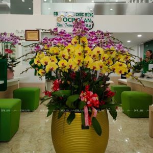 Chậu Lan Hồ Điệp Vàng Hồng 30 Cành (Đ30- Mix1/02/C)