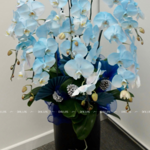 Chậu Lan Hồ Điệp Phun Màu - Xanh Dương 6 Cành (Đ6-NX1/03)