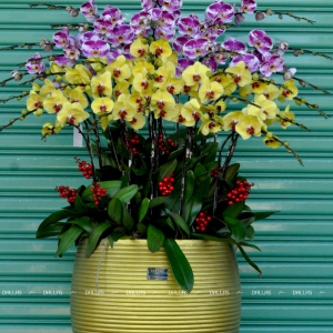 Chậu Lan Hồ Điệp Vàng Hồng 30 Cành (Đ30- Mix1/02/C)