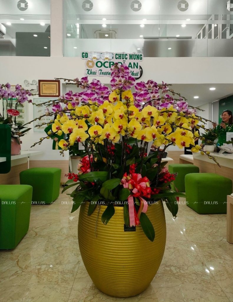 Chậu Lan Hồ Điệp Vàng Hồng 30 Cành (Đ30- Mix1/02/C)