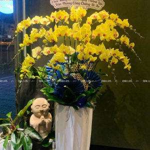 Chậu Lan Hồ Điệp Vàng 15 Cành (Đ15- V1/01/C)