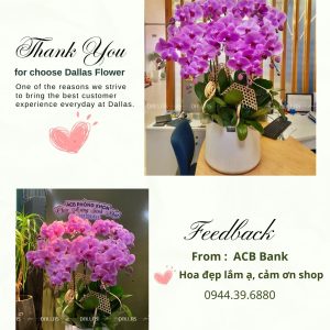 Chậu Lan Hồ Điệp Hồng 9 Cành (Đ9-H1/08)