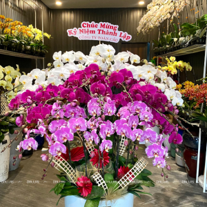 Chậu Lan Hồ Điệp Đa Sắc 30 Cành (Đ30- Mix1/03/C)