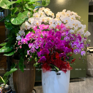 Chậu Lan Hồ Điệp Phối Nhiều Màu 20 Cành (Đ20-TR1/03/C)