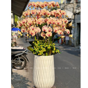 Chậu Lan Hồ Điệp Cam 20 Cành (Đ20-C1/01/C)