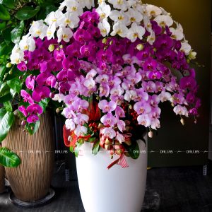 Chậu Lan Hồ Điệp Phối Nhiều Màu 20 Cành (Đ20-TR1/01/C)