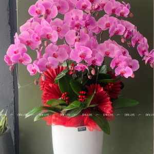 Chậu Lan Hồ Điệp Hồng 11 Cành (Đ11-H1/01/C)