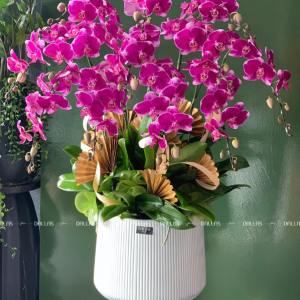 Chậu Lan Hồ Điệp Đột Biến Tím 10 Cành (Đ10-ĐB1/01)