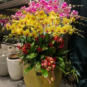 Chậu Lan Hồ Điệp Vàng Hồng 30 Cành (Đ30- Mix1/02/C)