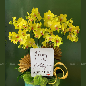 Chậu Lan Hồ Điệp Vàng 8 Cành Đôi (Đ4-V2/02)