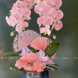 Chậu Lan Hồ Điệp Hồng Pastel Signature 2 Cành (Đ2-NH1/04)