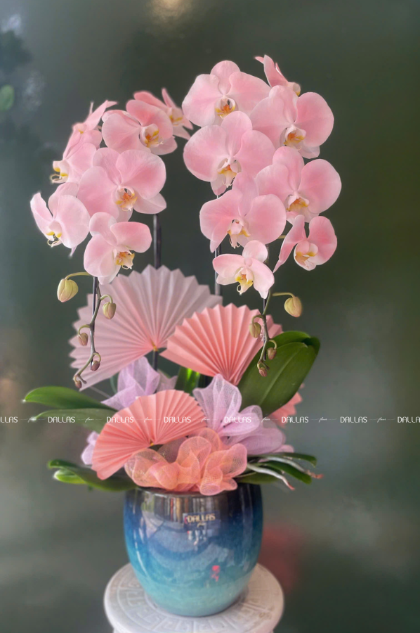 Chậu Lan Hồ Điệp Hồng Pastel Signature 2 Cành (Đ2-NH1/04) Chậu Lan Hồ Điệp Hồng Pastel Signature 2 Cành (Đ2-NH1/04)