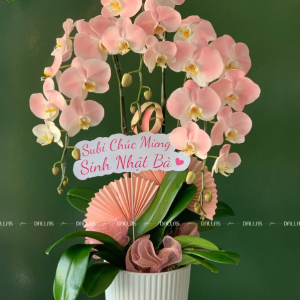 Chậu Lan Hồ Điệp Hồng Pastel 3 Cành (Đ3-NH1/03)