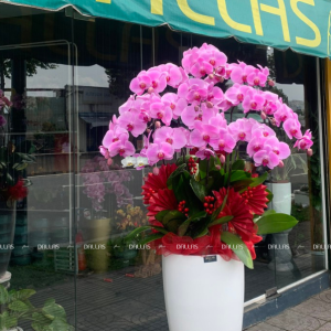 Chậu Lan Hồ Điệp Hồng 11 Cành (Đ11-H1/01/C)