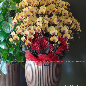 Chậu Lan Hồ Điệp Vàng 20 Cành (Đ20-V1/01/C)