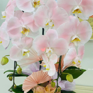 Chậu Lan Hồ Điệp Hồng Pastel Signature 2 Cành (Đ2-NH1/04)