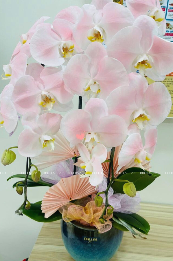 Chậu Lan Hồ Điệp Hồng Pastel Signature 2 Cành (Đ2-NH1/04) Chậu Lan Hồ Điệp Hồng Pastel Signature 2 Cành (Đ2-NH1/04)