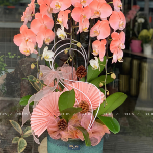 Chậu Lan Hồ Điệp Phun Sơn - 2 Màu Hồng Cam 3 Cành (Đ3-NHC1/01)