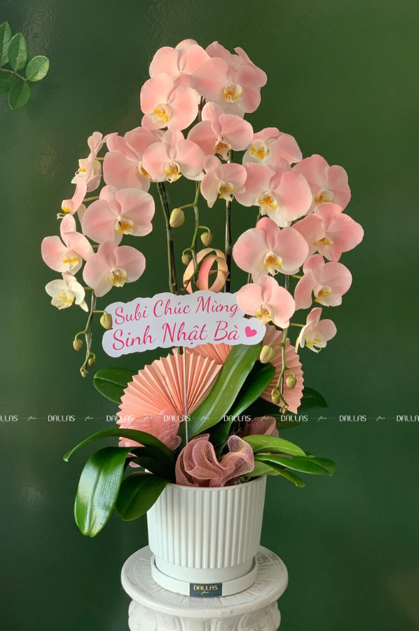 Chậu Lan Hồ Điệp Hồng Pastel 3 Cành (Đ3-NH1/03) Chậu Lan Hồ Điệp Hồng Pastel 3 Cành (Đ3-NH1/03)