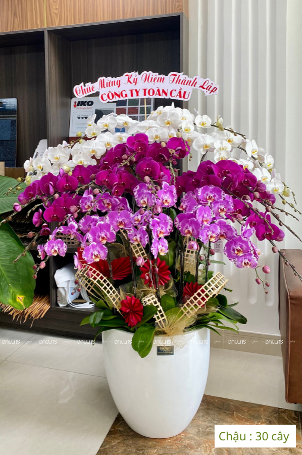 Chậu Lan Hồ Điệp Đa Sắc 30 Cành (Đ30- Mix1/03/C)