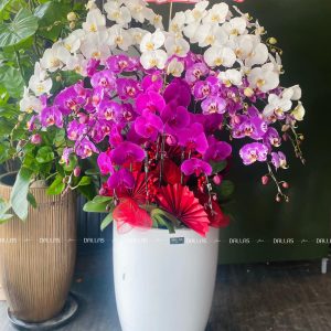 Chậu Lan Hồ Điệp Phối Nhiều Màu 20 Cành (Đ20-TR1/03/C)