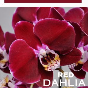 Chậu Lan Hồ Điệp Đỏ Ngọc Trai 10 Cành (Đ10-Đ1/01)