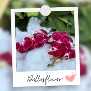 Chậu Lan Hồ Điệp Đỏ Ngọc Trai 10 Cành (Đ10-Đ1/01)