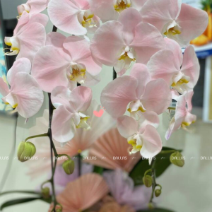 Chậu Lan Hồ Điệp Hồng Pastel Signature 2 Cành (Đ2-NH1/04)