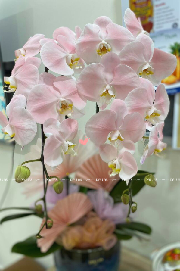 Chậu Lan Hồ Điệp Hồng Pastel Signature 2 Cành (Đ2-NH1/04) Chậu Lan Hồ Điệp Hồng Pastel Signature 2 Cành (Đ2-NH1/04)