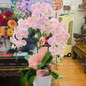 Chậu Lan Hồ Điệp Hồng Pastel 3 Cành (Đ3-NH1/03)