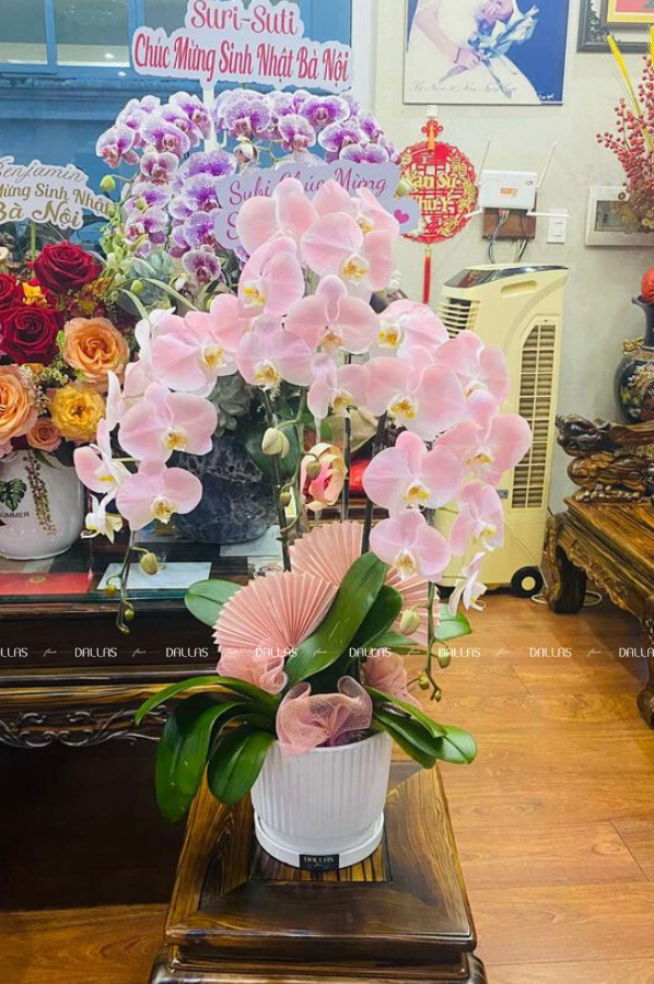 Chậu Lan Hồ Điệp Hồng Pastel 3 Cành (Đ3-NH1/03) Chậu Lan Hồ Điệp Hồng Pastel 3 Cành (Đ3-NH1/03)