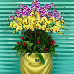 Chậu Lan Hồ Điệp Vàng Hồng 30 Cành (Đ30- Mix1/02/C)