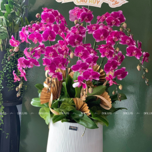 Chậu Lan Hồ Điệp Đột Biến Tím 10 Cành (Đ10-ĐB1/01)
