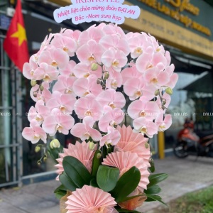 Chậu Lan Hồ Điệp Hồng Pastel 6 Cành (Đ6-NH1/04)