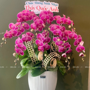 Chậu Lan Hồ Điệp Đột Biến Tím 10 Cành (Đ10-ĐB1/03)