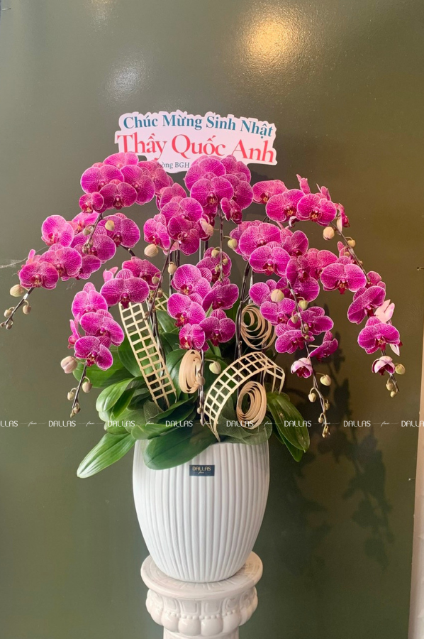 Chậu Lan Hồ Điệp Đột Biến Tím 10 Cành (Đ10-ĐB1/03) Chậu Lan Hồ Điệp Đột Biến Tím 10 Cành (Đ10-ĐB1/03)