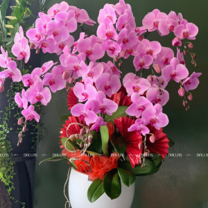 Chậu Lan Hồ Điệp Hồng 10 Cành (Đ10-H1/02)