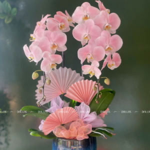 Chậu Lan Hồ Điệp Hồng Pastel Signature 2 Cành (Đ2-NH1/04)