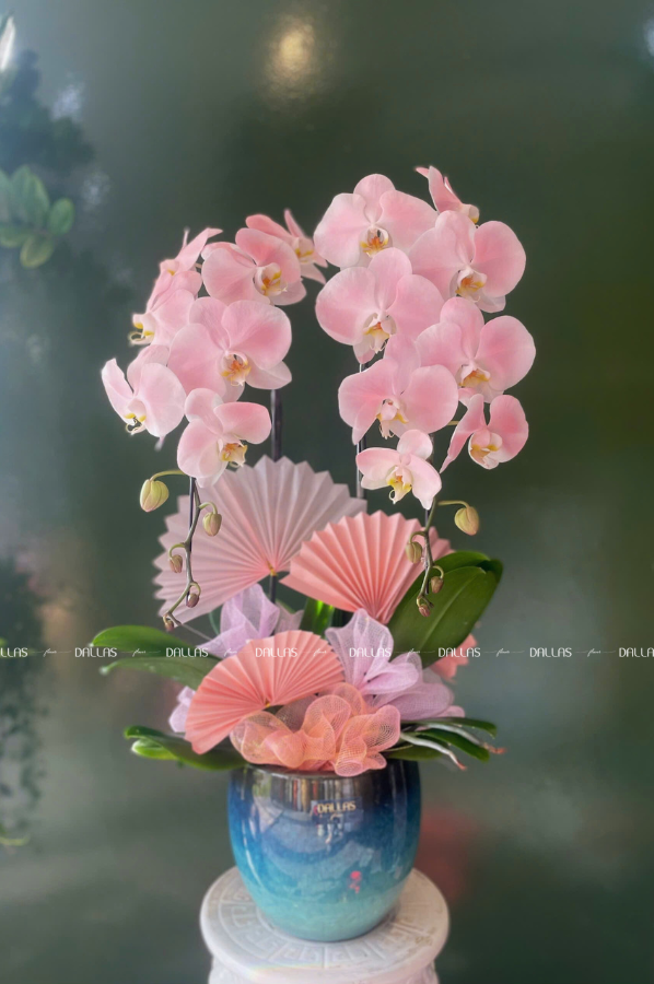 Chậu Lan Hồ Điệp Hồng Pastel Signature 2 Cành (Đ2-NH1/04) Chậu Lan Hồ Điệp Hồng Pastel Signature 2 Cành (Đ2-NH1/04)