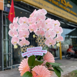 Chậu Lan Hồ Điệp Hồng Pastel Signature 3 Cành (Đ3-NH1/04)