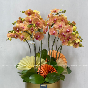 Chậu Lan Hồ Điệp Cam Sọc 10 Cành Đôi (Đ5-C2/04)